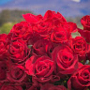 Meet your Posher, Leah